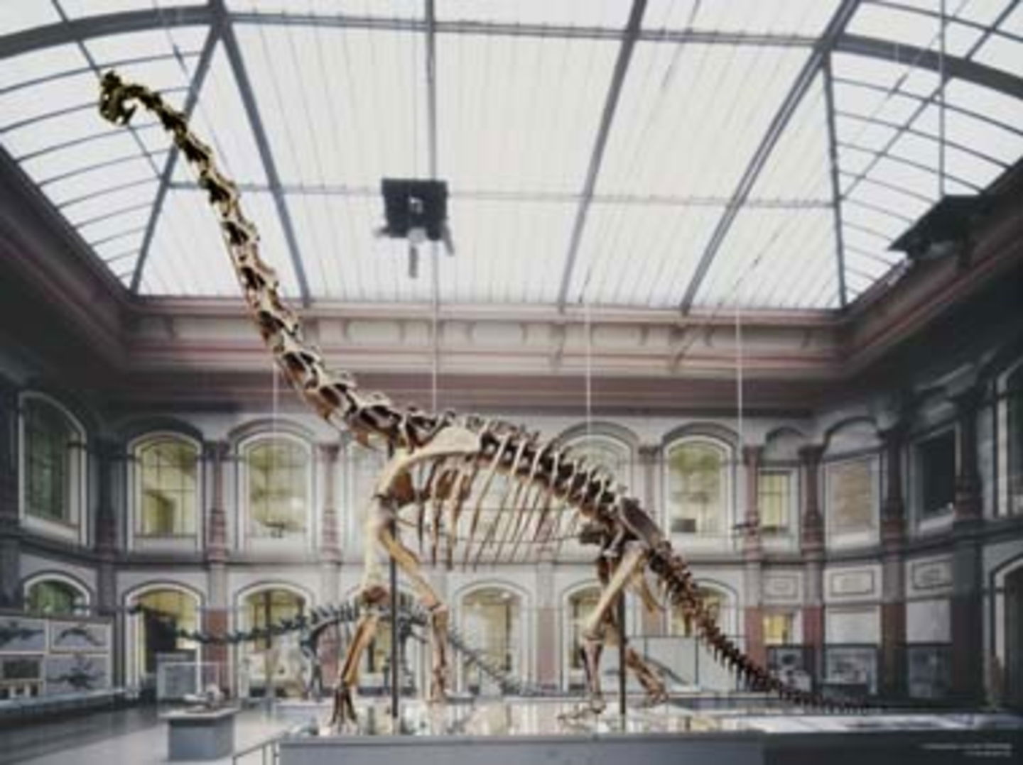Los dinosaurios más grandes de la historia hasta 18 metros de alto 2