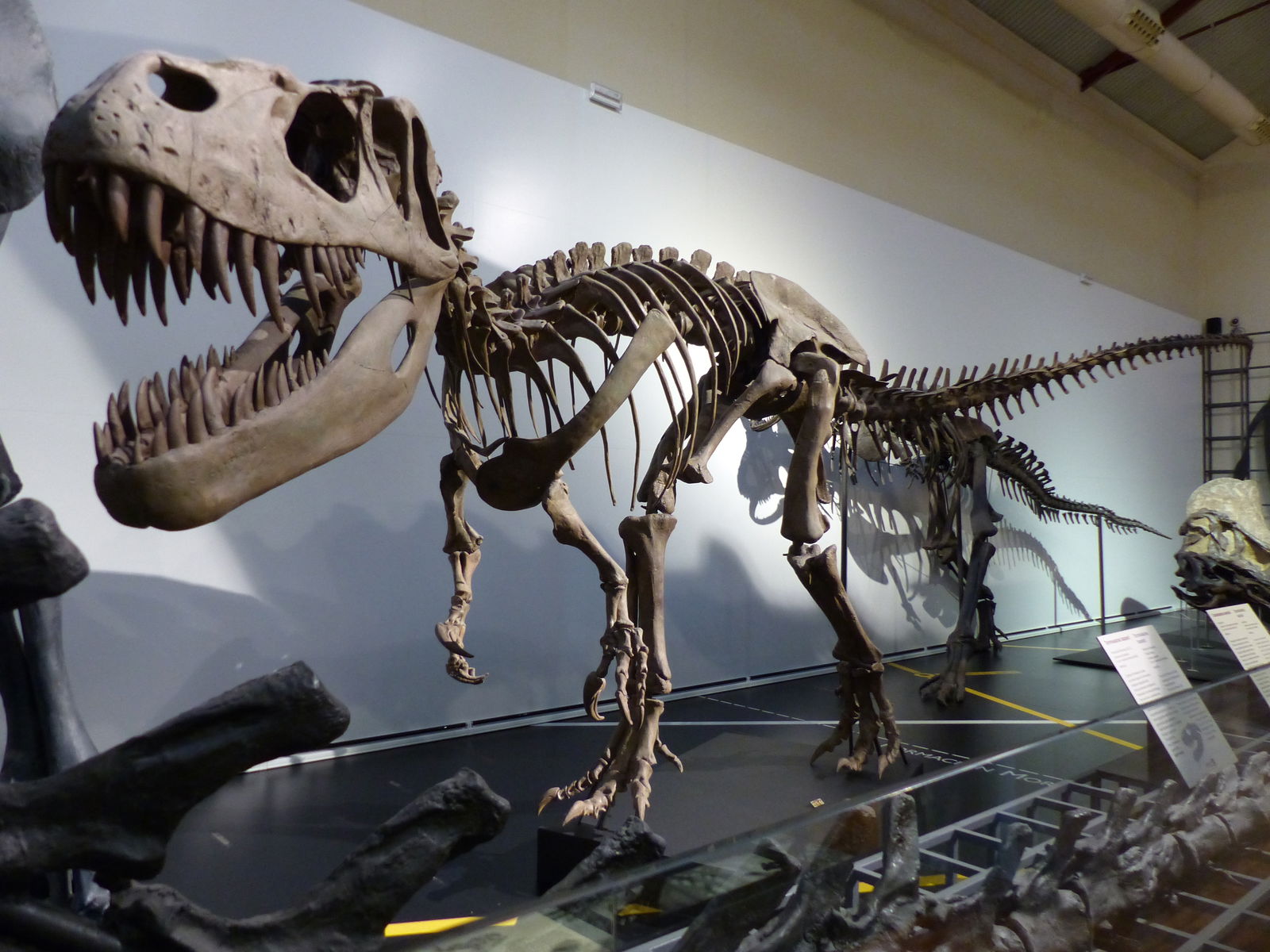Los dinosaurios más grandes de la historia hasta 18 metros de alto 2