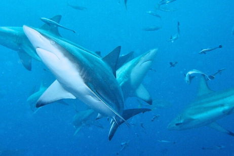 Los científicos descubren cuán duros son los tiburones. Lo han hecho con un microscopio Los científicos descubren cuán duros son los tiburones. Lo han hecho con un microscopio