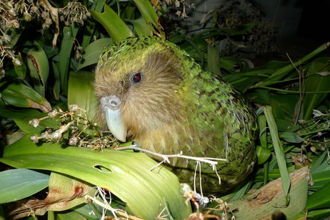 Estos loros son los más raros del mundo y estaban en peligro de extinción: la inseminación artificial les ha salvado