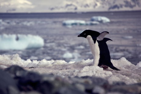 El clima de la Antártida podría salvarse. Todo sería gracias a la caca de pingüino El clima de la Antártida podría salvarse. Todo sería gracias a la caca de pingüino