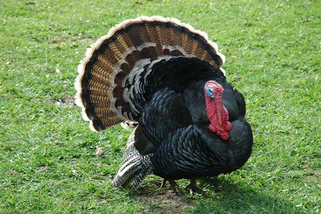 ¿Por qué no comemos huevos de pavo? La explicación es menos evidente lo que parece ¿Por qué no comemos huevos de pavo? La explicación es menos evidente lo que parece